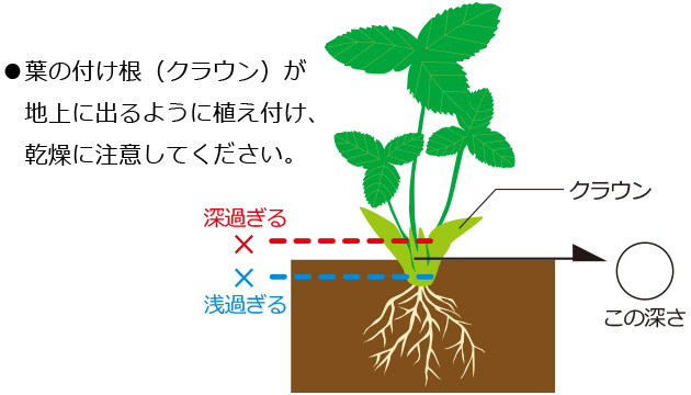 イチゴの育て方・栽培方法 植え方やお手入れのコツやポイントまで。通販 - ディノス