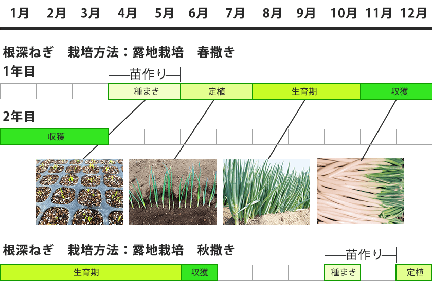令和7年産先行予約訳あり 飛騨の根深ねぎ 2kg 薬味からお鍋までおすすめ！白ねぎ 白ネギ サイズ・太さ様々 不揃い 訳アリ ワケアリ 野菜産地直送 国産 syun86岐阜県飛騨市セゾンのふるさと納税