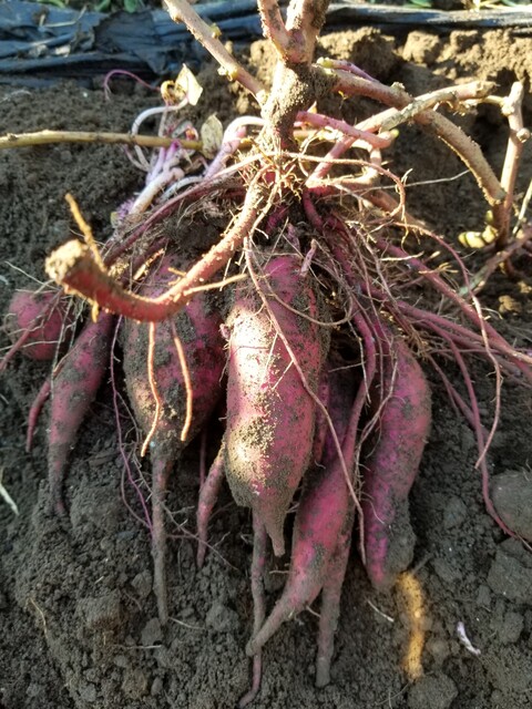 里芋の季節趣味の園芸談話室