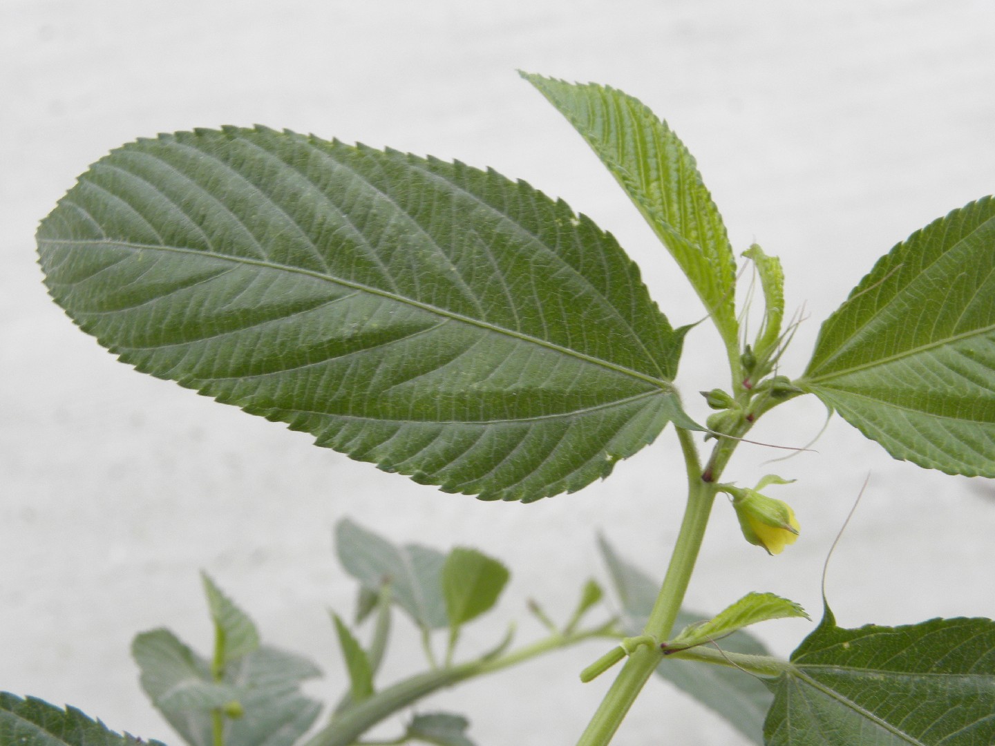 モロヘイヤの無料イラストイラストセンタ