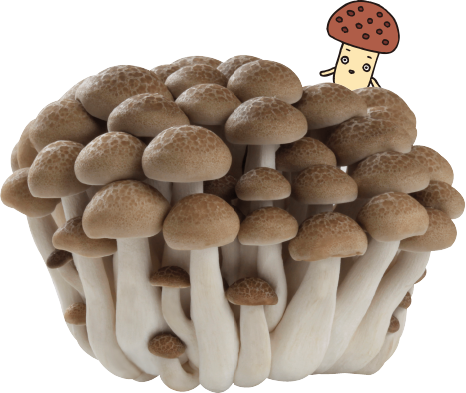 しめじとぶなしめじの違いって何？衝撃の事実が判明！│RAINBOW TURTLE OF HAPPINESS