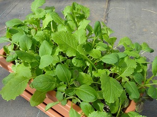 プランターでベビーリーフ栽培。初心者の収穫までの記録！Tracks of Life