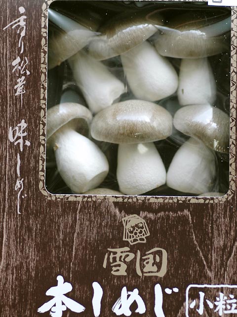 ホンシメジきのこ図鑑