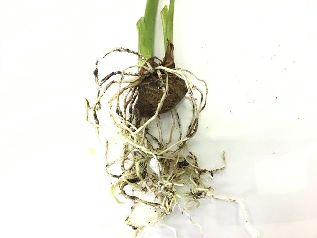 モンステラを掘り起こしてみた結果観葉植物diary