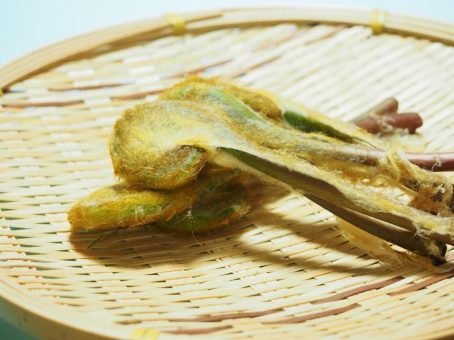 山菜 ぜんまい 薇 時期・見分け方・あく抜きの方法や戻し方おしえて！田舎センセイ