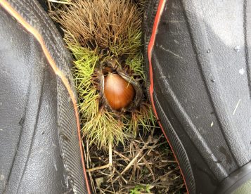 今年も栗の季節がやって来たよー！ 毎日栗拾い、キリがない^^; 拾わないと車で踏んじゃうから1日何回も拾っては中身取り出して ですんごい量💦ご近所さんにおすそ分けしたら喜んでくれてたけど1回きりよなー栗は 笑 めんどいもん💦 あ、散歩してたらご近所さんからスイカ