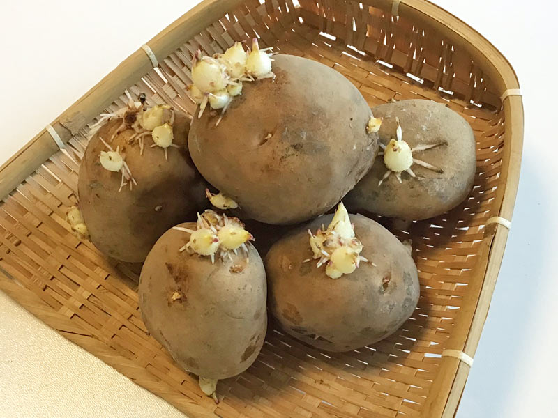 芽が出たじゃがいも - No: 1894020写真素材なら「写真AC」無料 フリー ダウンロードOK