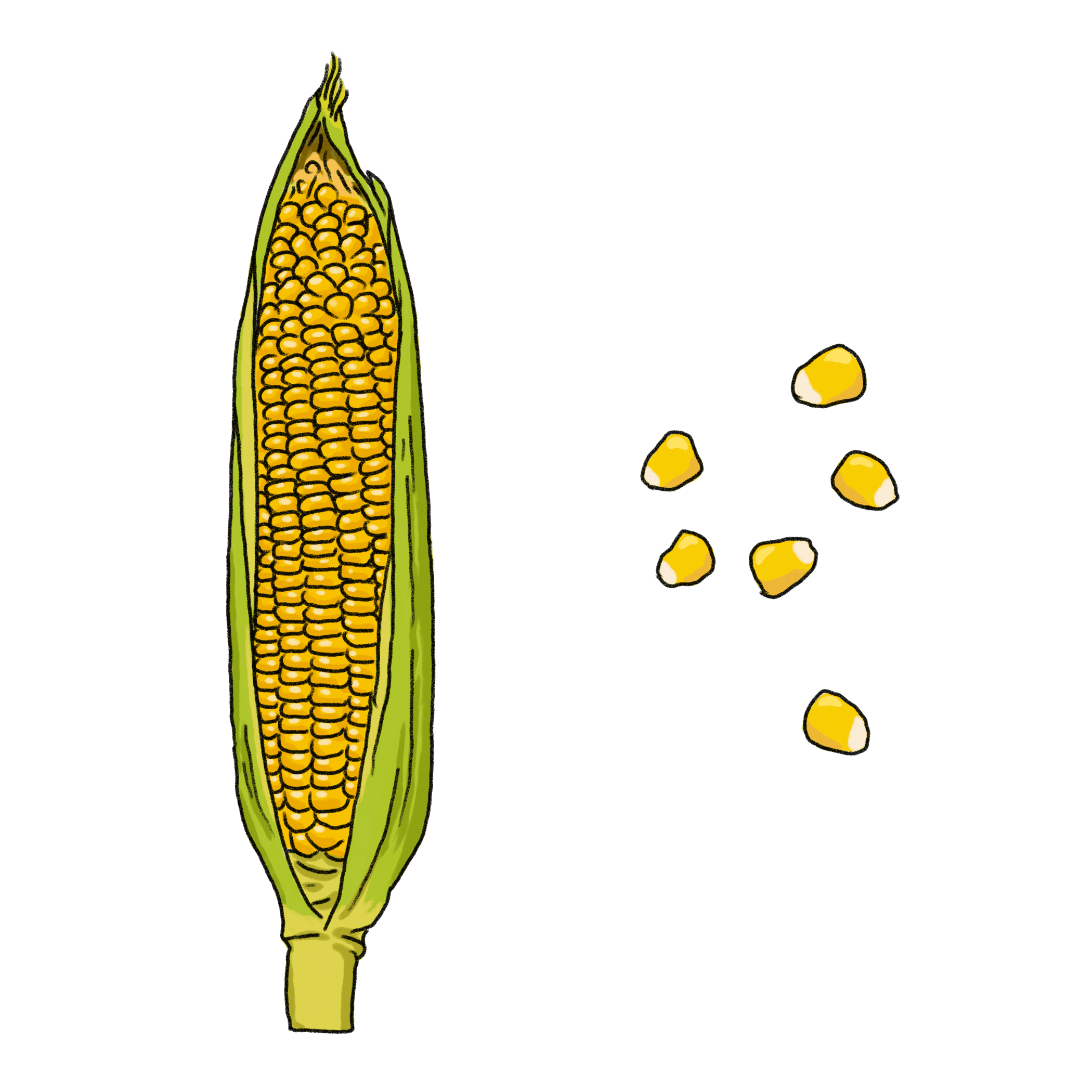 とうもろこし 画像 - Freepikで無料ダウンロード