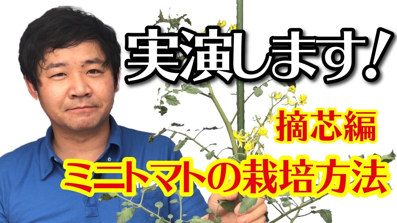 トマトうま旨野菜苗 タキイの特選野菜苗タキイ種苗株式会社