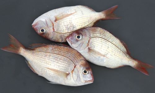 フエダイ 笛鯛 の秘密すべてご紹介！基礎知識からおもしろ雑学までやさしく解説きのした生魚店