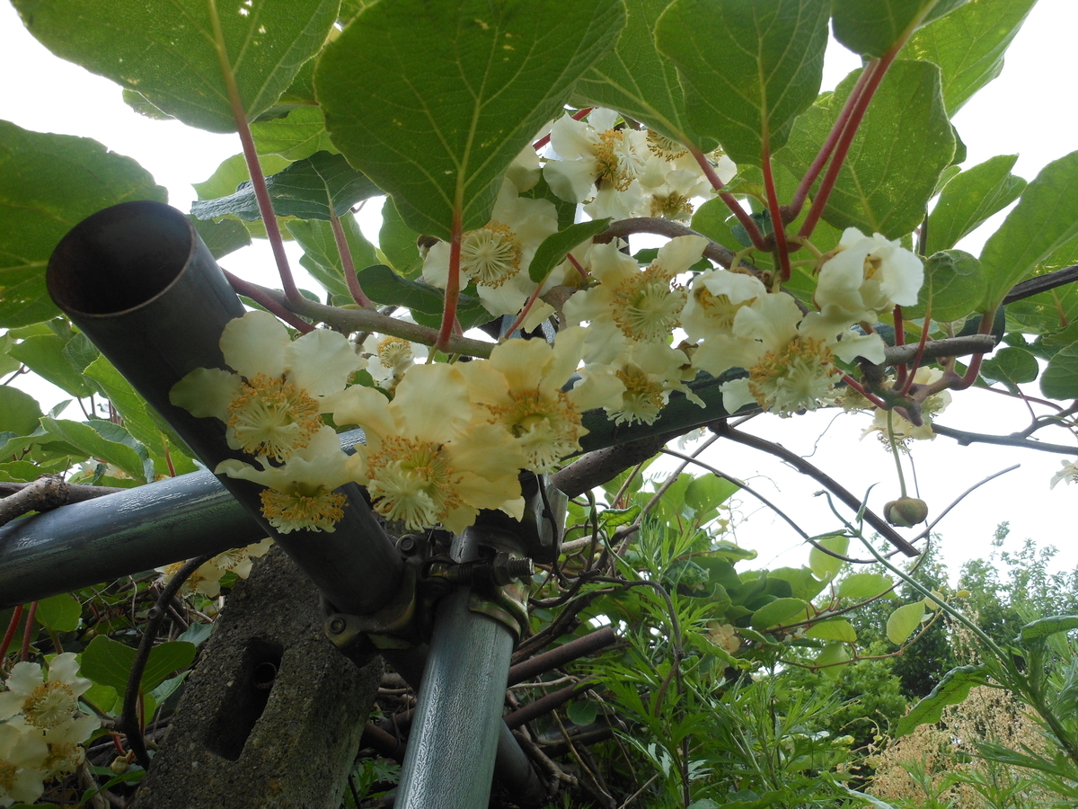 ８月２２日 キウイ - 今日の誕生花 - ラクハナBlog