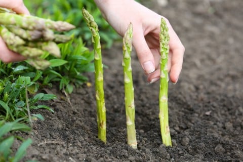 春に植える野菜を紹介します 家庭菜園におすすめとなりのカインズさん