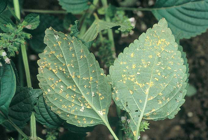 美味しいシソを育てたい！シソ栽培で知っておくべき3つの病気産直プライム.labブログJA連携！産地直送通販なら産直プライム