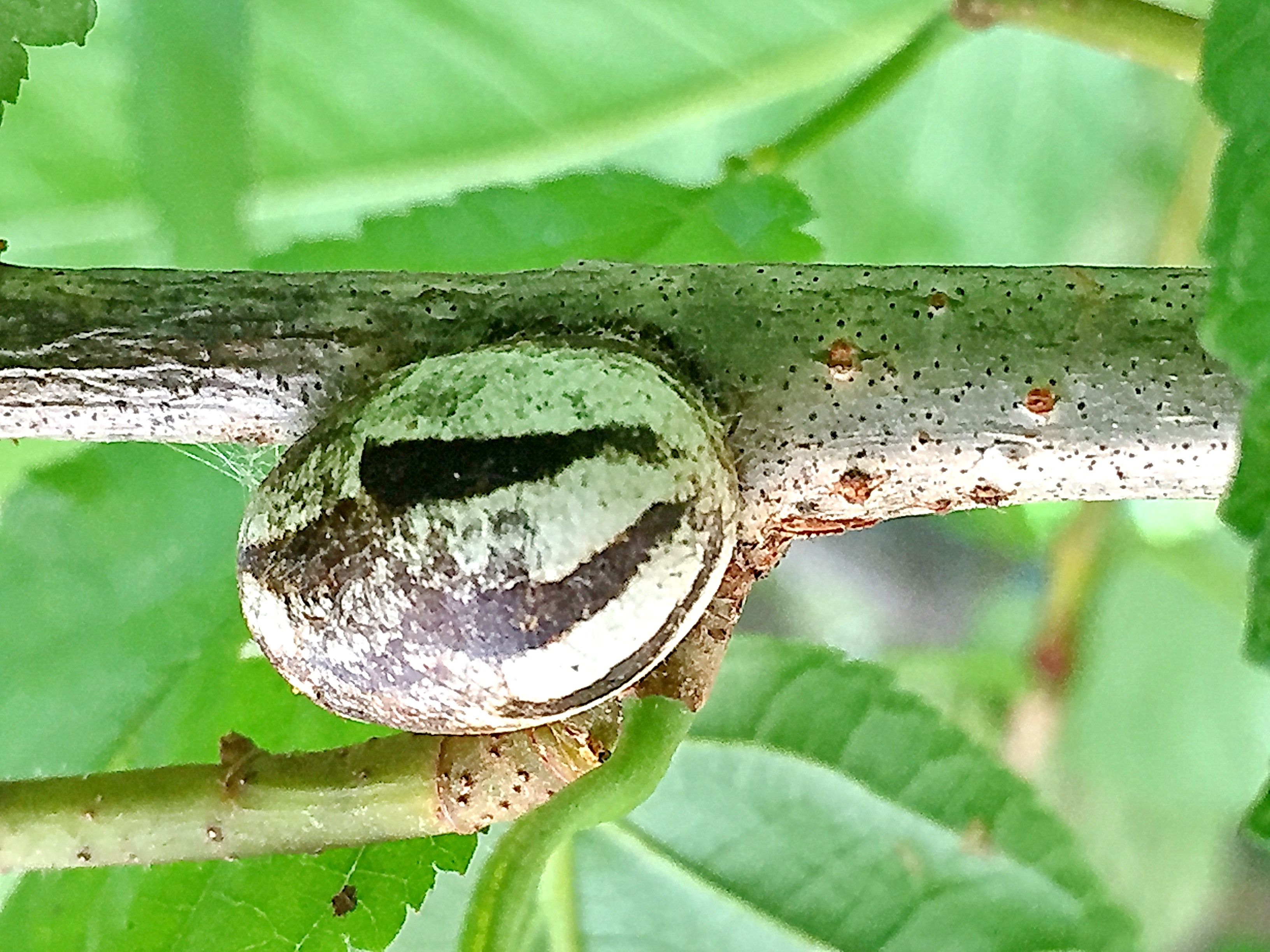 さくらんぼは犬は食べれる？安全な与え方とNGポイント完全ガイド - 日々を楽しく