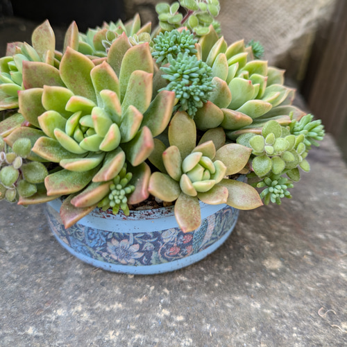 920現物多肉植物マッコス 錦特大抜き苗