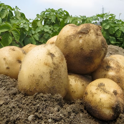 ジャガイモ栽培と後作野菜7選