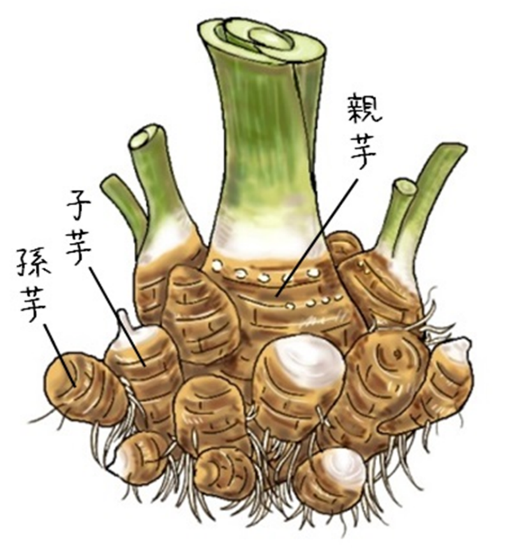 収穫の秋！芋煮の主役 里芋掘り を体験！!山形 まるごと観光情報サイト「VISIT YAMAGATA」