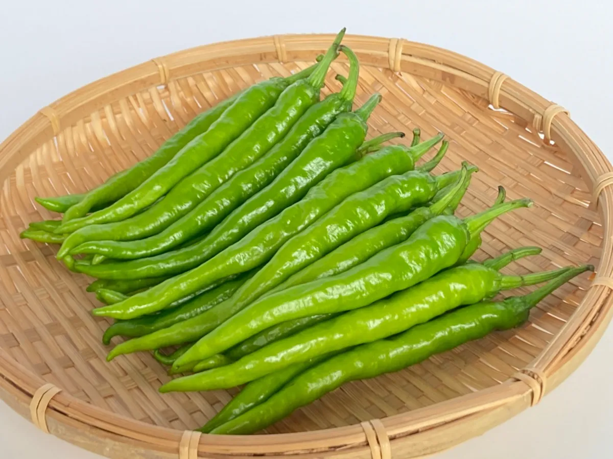 万願寺とうがらし 万願寺甘とう とれたて大百科食や農を学ぶJAグループ