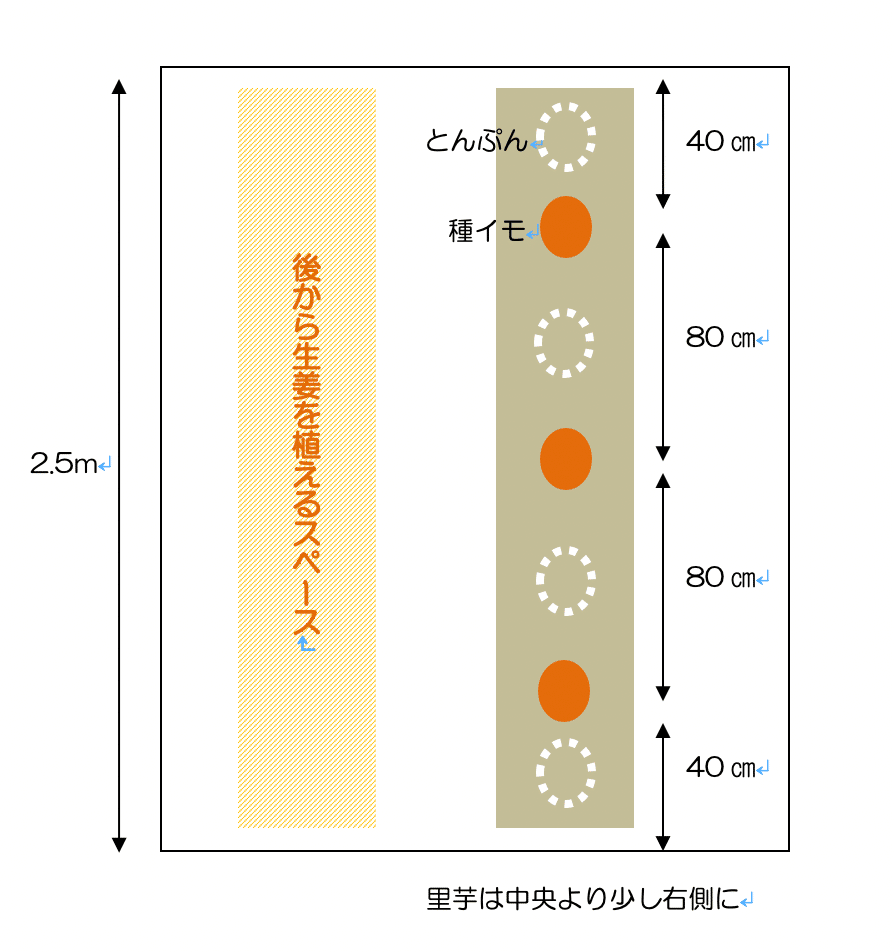 里芋のこんな栽培法趣味の園芸談話室