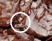 生きくらげの下処理&ごま炒め