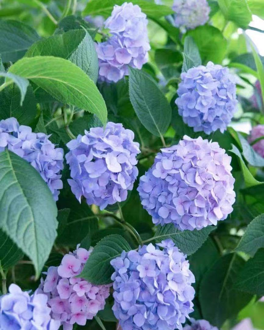 庭のアジサイは２種。 青いのはポップコーンアジサイ おたふく 、真っ白のアナベル。昨年花後にかなりカットしたので、今年は花芽が少ないかなーと思ってたら、まあまあ咲きました。 ポップコーンは、先始めは白くて、だんだん青くなります。アジサイ紫陽花