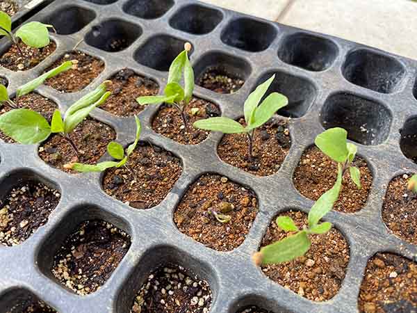 ナスの育て方・栽培方法はんのうびより