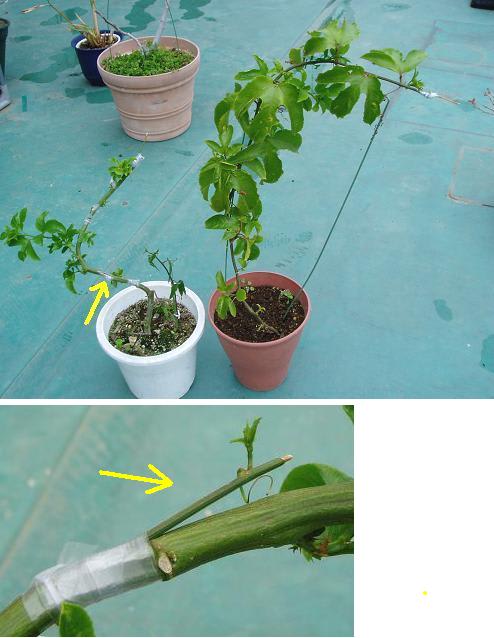 パッションフルーツの冬越し: 気楽にベランダガーデニング ～ きっかけは思いつき