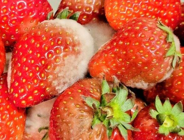 青かび イラスト カビ 緑 食べ物 かびのイラスト素材 - PIXTA