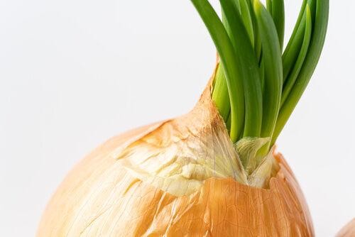 玉ねぎの芽☆捨てずに食べて！！ by shoukoクックパッド簡単おいしいみんなのレシピが392万品
