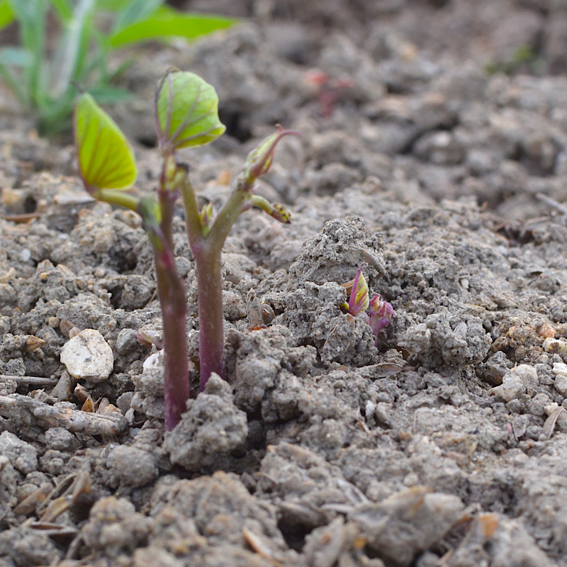 芽が出たさつま芋は「食べられる」or「食べられない」？栄養士が解説 栄養士食堂- エキスパート - Yahoo!ニュース