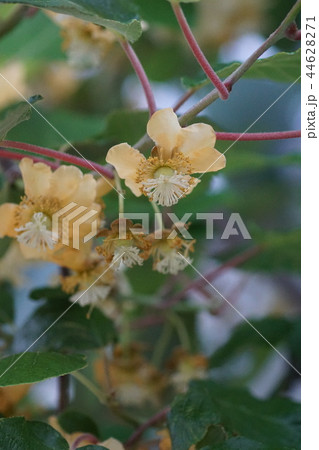 黄色系キウイフルーツの花粉採取孫悟空から花粉採取サブロ～CEOのアスパラ日記
