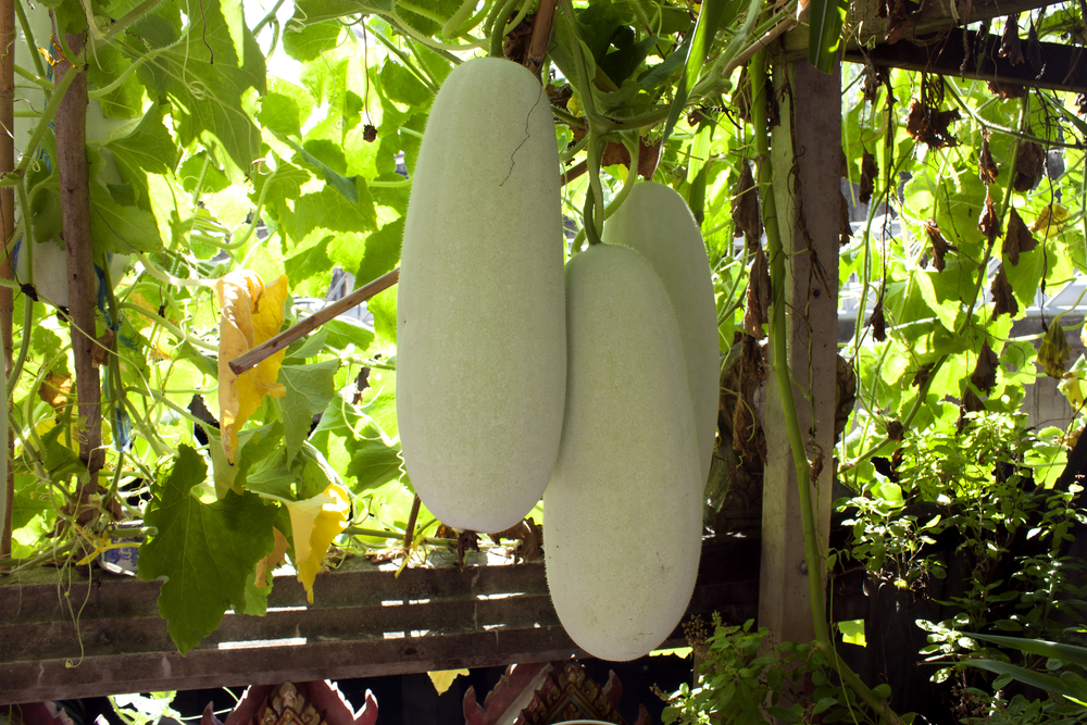 冬瓜に含まれる栄養素は？ダイエットに向く理由と冬瓜レシピも紹介ふるなび公式ブログ ふるさと納税DISCOVERY