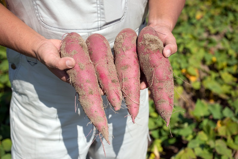 王道ねっとり系さつまいも４選！ねっとり系さつまいもで作るおいしい焼き芋の作り方も解説 おいも美腸研究所