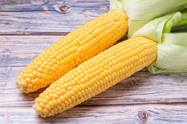 地植えでのトウモロコシの育て方：種まき、害虫対策や収穫までしま農研