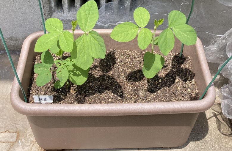 枝豆栽培に肥料はいらない？摘心や水やり頻度などの育て方と収穫方法🍀GreenSnap グリーンスナップ