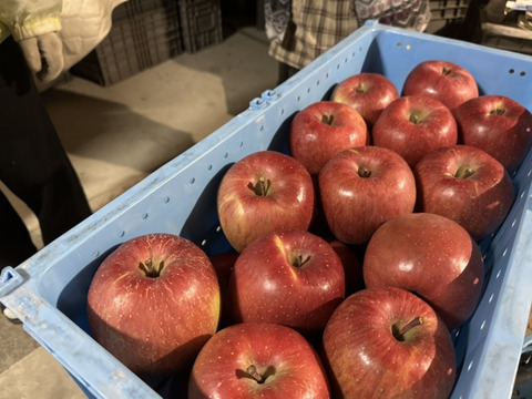 ディオリンゴ 顔しわしわTikTok