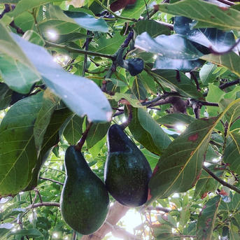 超希少！！ 愛媛県産アボカド ベーコン36個