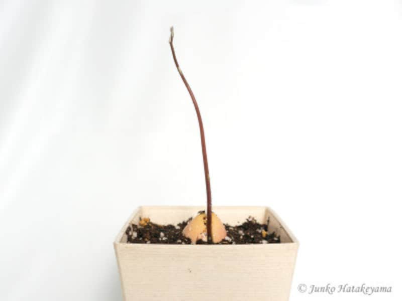 果樹栽培 アボカドの育て方 おいしく食べたアボカドの種子から発芽させて育ててみよう！GardenStoryガーデンストーリー