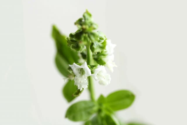 ジョエル ロブションのバジルソルベフルーツ添え 花あらしSnapdish スナップディッシュID:1Dbr8a