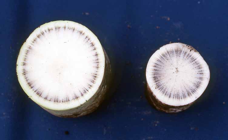 大根 ダイコン の病害図鑑ダコニール1000