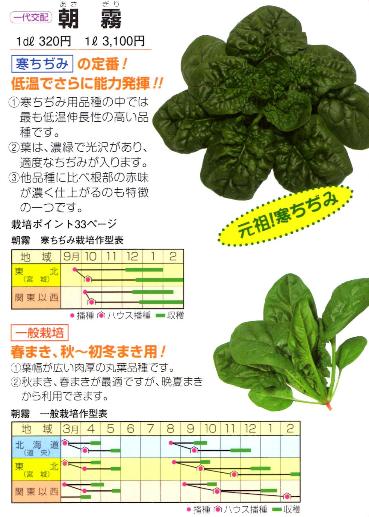 チヂミほうれん草の芽が出ました。今から、食べられるように、なり- Yahoo!知恵袋