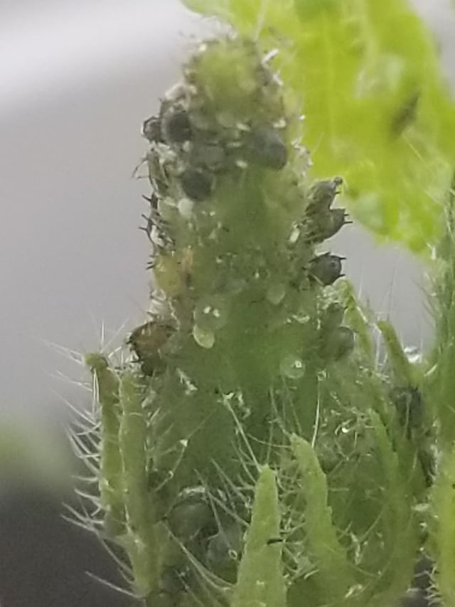 オクラの種は黒い。園芸日記byKurokoみんなの趣味の園芸982520