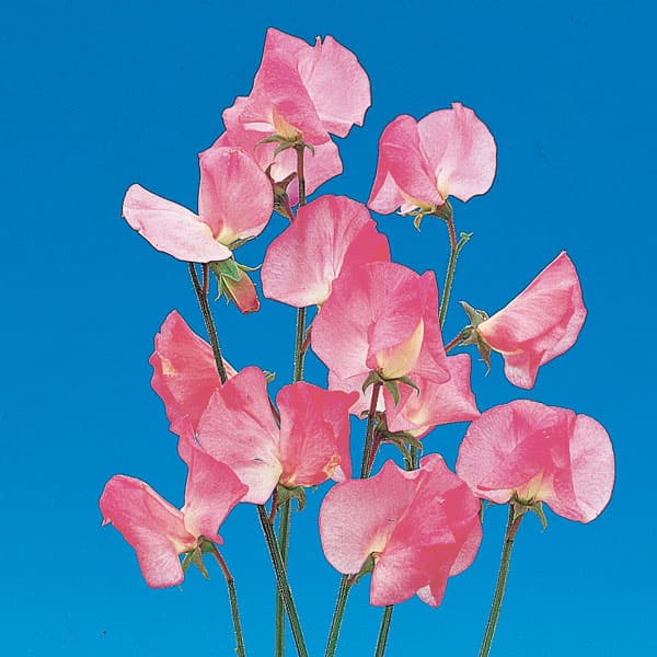 ピンクラムハナスタが提供する切花の画像検索サイト