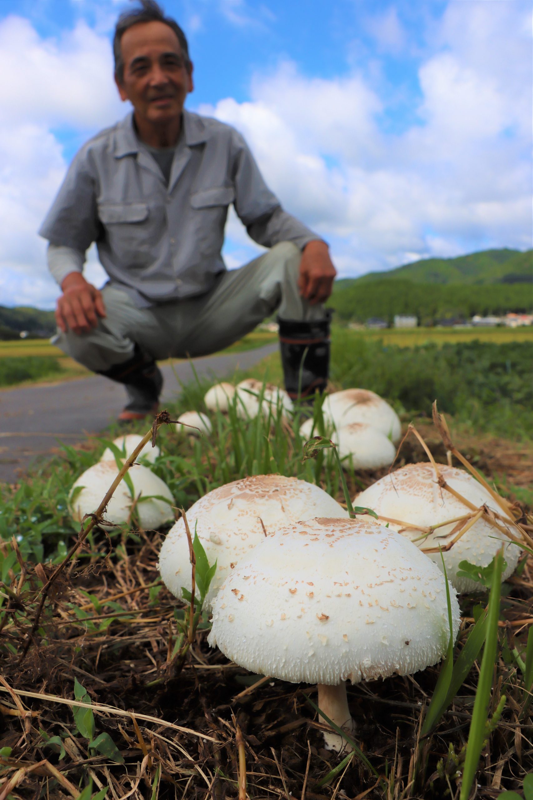 白い背景に分離された名前を持つ食用キノコのイラストセットキノコの品種 - キノコのベクターアート素材や画像を多数ご用意 - キノコ, 食用茸,ベクター画像 - iStock