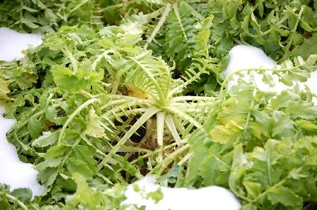 大根を太く、長く、真っ直ぐにする育て方秋大根の栽培方法さびまりの野菜栽培ブログ