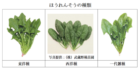 山形県産「赤根ほうれん草」の栽培ポイント、おいしい食べ方季節の食材のHOW TOアマノフーズ公式ブランドサイト