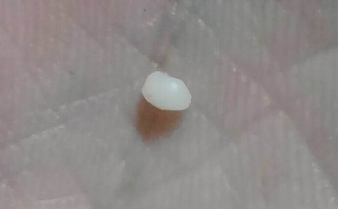 牡蠣から真珠は取れるのか