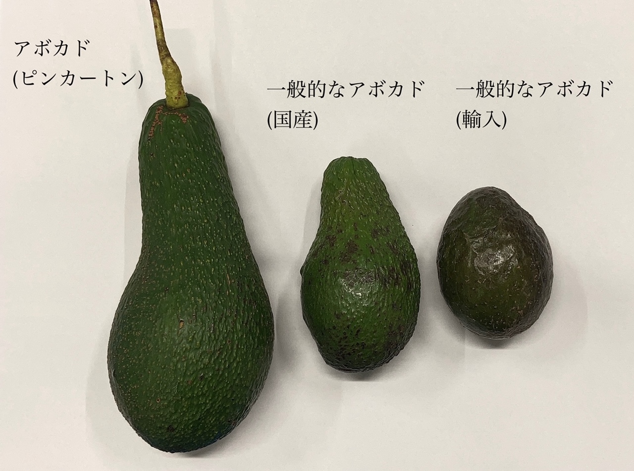 愛媛県産 アボカド 約1.5kg 種・苗・ガーデニング用品の タキイネット通販