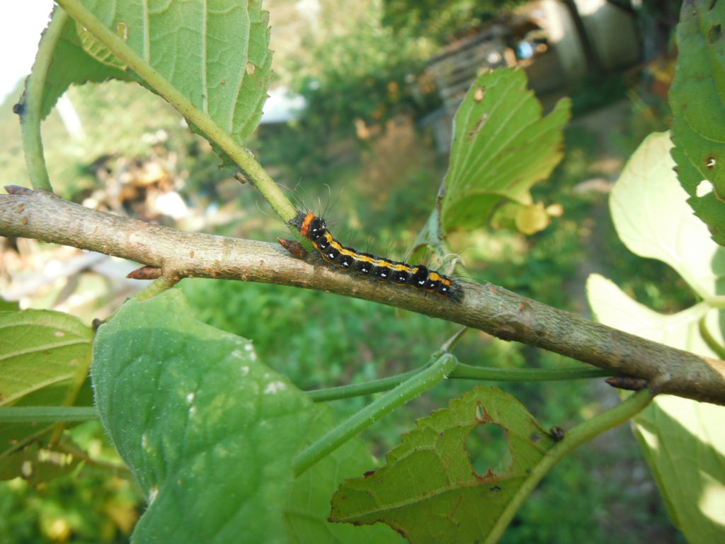 初めての果樹です。憧れのさくらんぼの苗木が、ホームセンター 園芸相談Q＆Aみんなの趣味の園芸