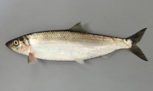 楽天市場 訳あり 産地 都道府県 兵庫魚卵魚介類・水産加工品 ：食品の通販